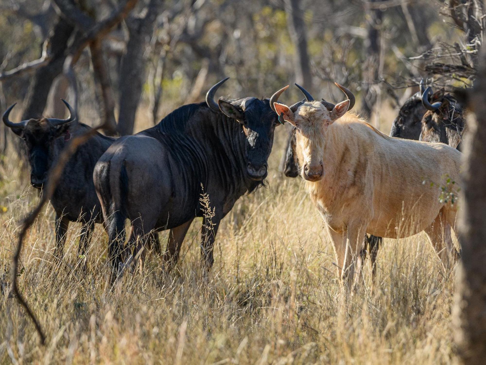Waterberg Game Park Villa Mokopane Dış mekan fotoğraf