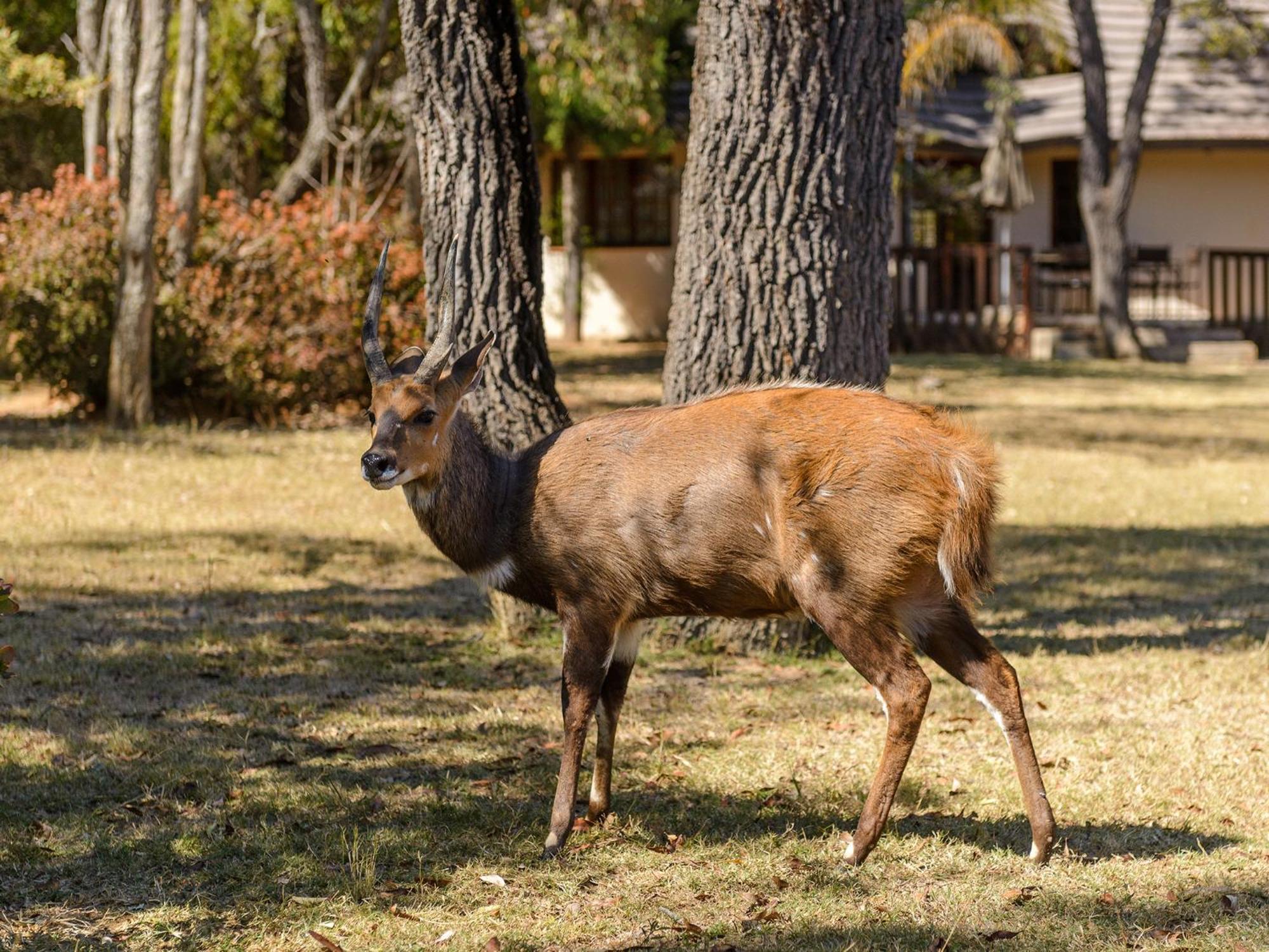 Waterberg Game Park Villa Mokopane Dış mekan fotoğraf